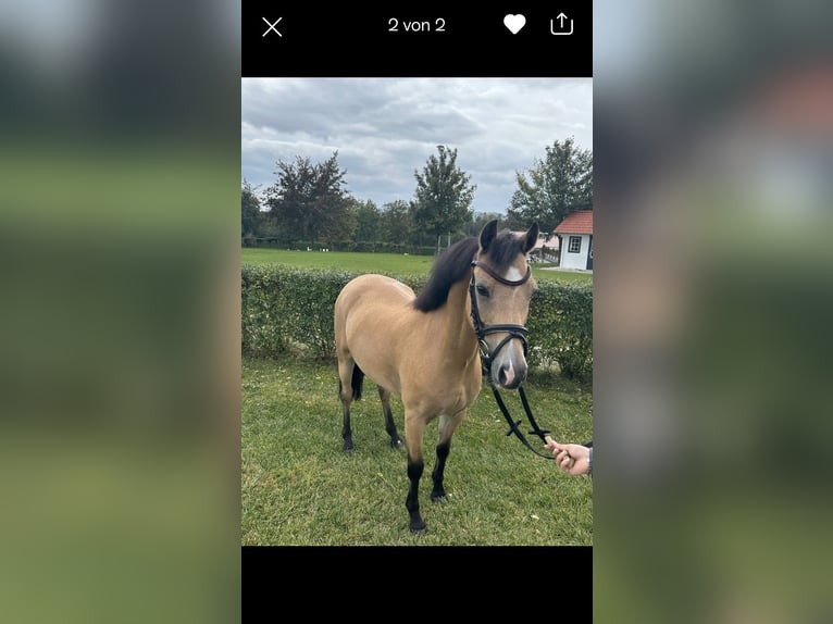 Welsh-B Castrone 15 Anni 130 cm Falbo in Greiling