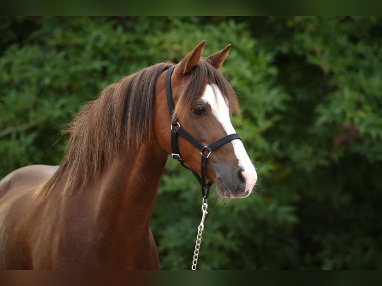Welsh-B Castrone 15 Anni 130 cm Sauro scuro in Kreuztal