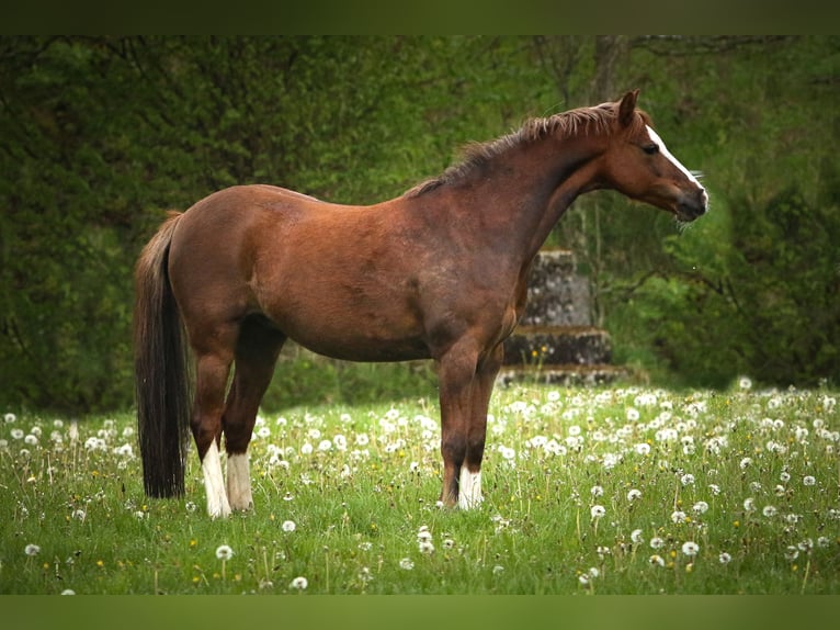 Welsh-B Castrone 15 Anni 130 cm Sauro scuro in Kreuztal