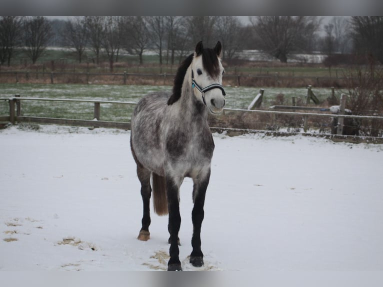 Welsh-B Castrone 15 Anni 132 cm Grigio pezzato in Münster