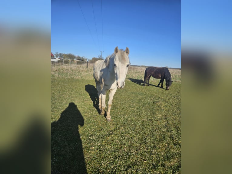 Welsh-B Castrone 15 Anni 134 cm Grigio pezzato in Stavenhagen