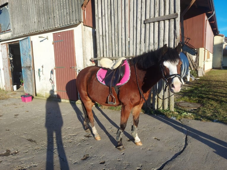 Welsh-B Castrone 15 Anni 138 cm Baio in Dornhan