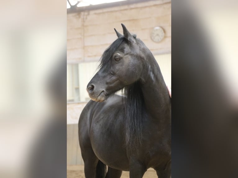 Welsh-B Castrone 16 Anni 125 cm Baio nero in Moringen