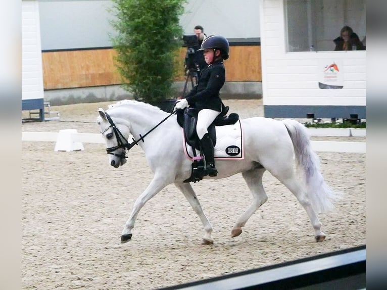 Welsh-B Mix Castrone 16 Anni 126 cm Grigio in Wormer