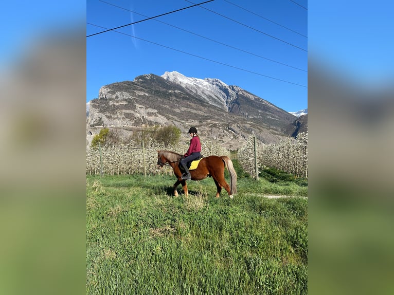 Welsh-B Castrone 16 Anni 135 cm Sauro in Ardon