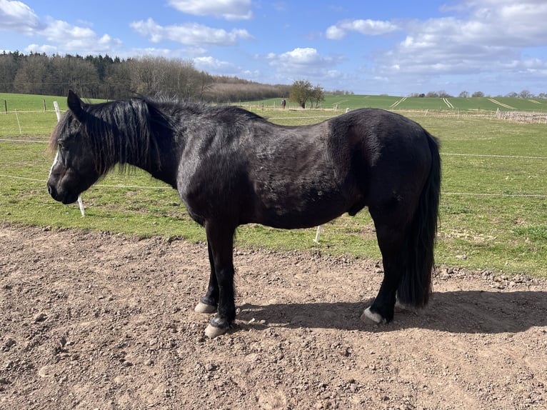 Welsh-B Castrone 16 Anni 138 cm Morello in Botelsdorf