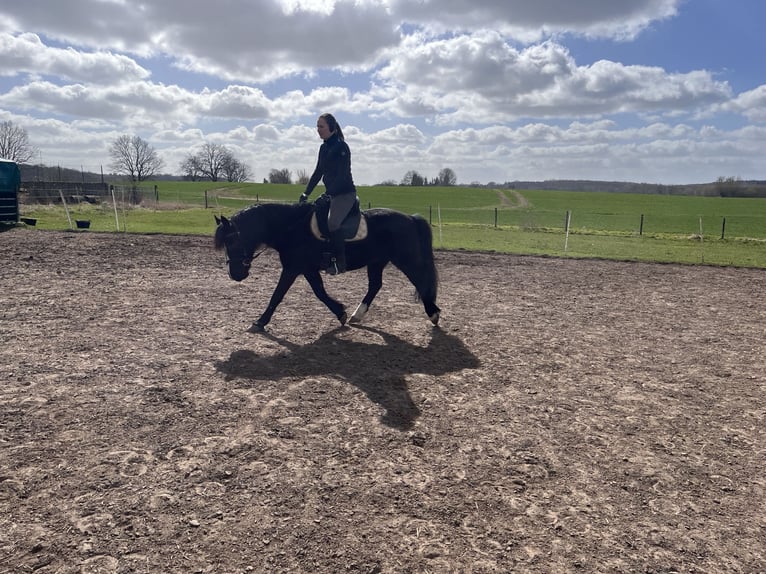Welsh-B Castrone 16 Anni 138 cm Morello in Botelsdorf