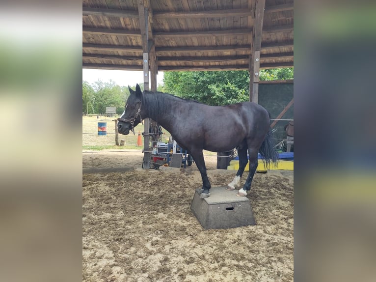 Welsh-B Castrone 16 Anni 138 cm Morello in Botelsdorf