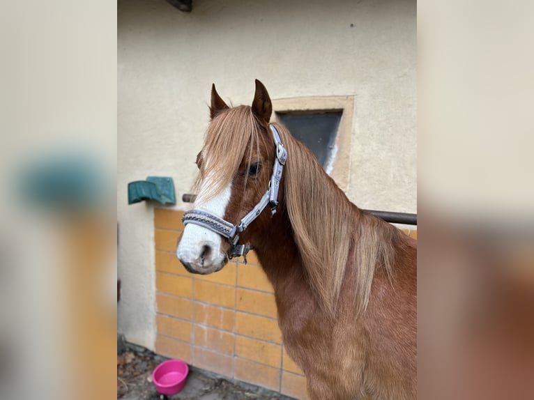 Welsh-B Mix Castrone 17 Anni 123 cm Sauro in Leest