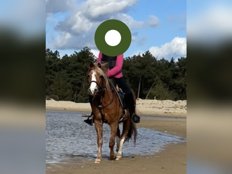 Welsh-B Castrone 17 Anni 127 cm Sauro in Loon op Zand