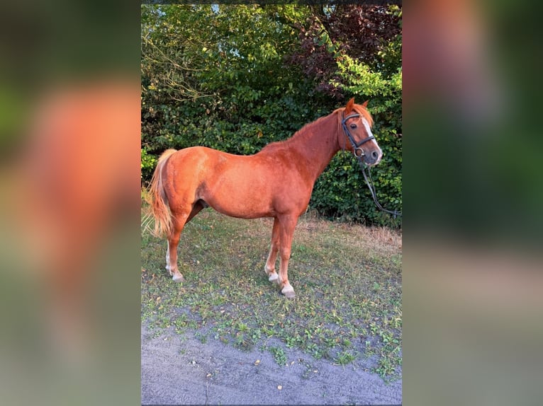Welsh-B Mix Castrone 17 Anni 130 cm Sauro in Uetersen