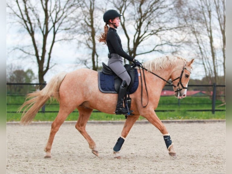 Welsh-B Castrone 17 Anni 132 cm Palomino in Molbergen