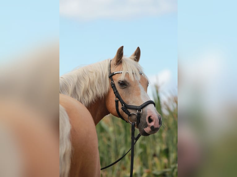 Welsh-B Castrone 17 Anni 132 cm Palomino in Molbergen