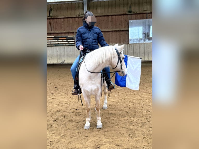 Welsh-B Mix Castrone 17 Anni 135 cm Palomino in Amtzell