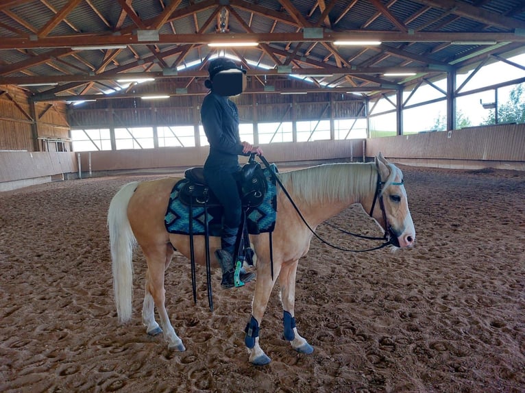 Welsh-B Mix Castrone 17 Anni 135 cm Palomino in Amtzell