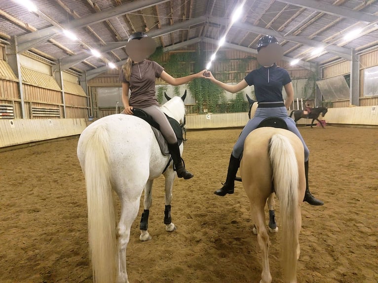 Welsh-B Mix Castrone 17 Anni 135 cm Palomino in Amtzell