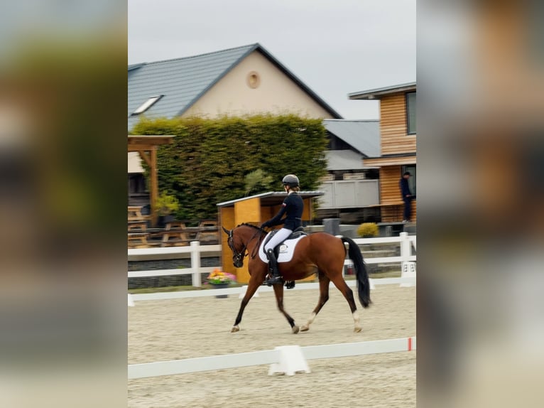 Welsh-B Castrone 17 Anni 148 cm Baio in Praha v&#xFD;chod