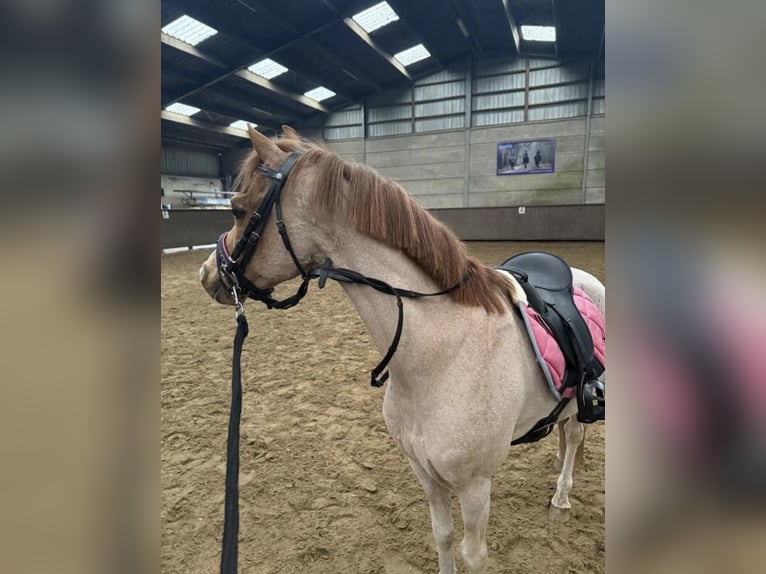 Welsh-B Castrone 18 Anni 119 cm Roano rosso in Oudenbosch