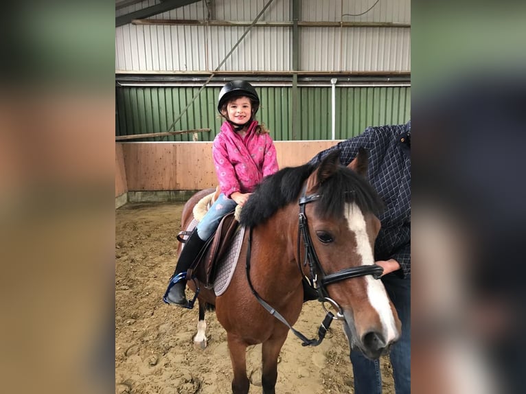 Welsh-B Castrone 18 Anni 128 cm Baio in Maulburg