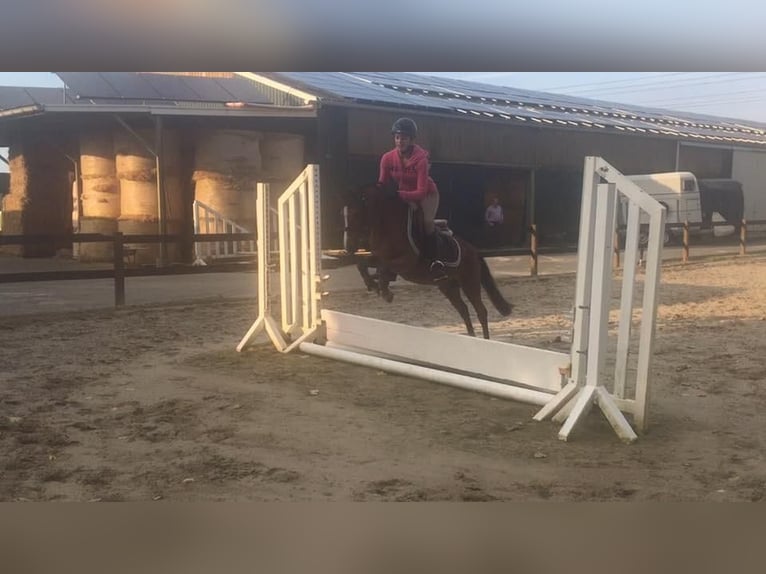 Welsh-B Castrone 18 Anni 128 cm Baio in Maulburg