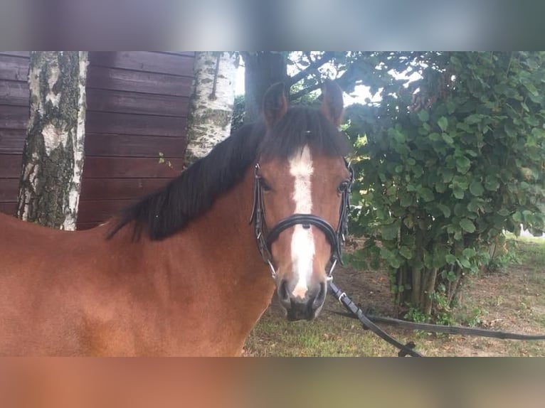 Welsh-B Castrone 18 Anni 128 cm Baio in Maulburg