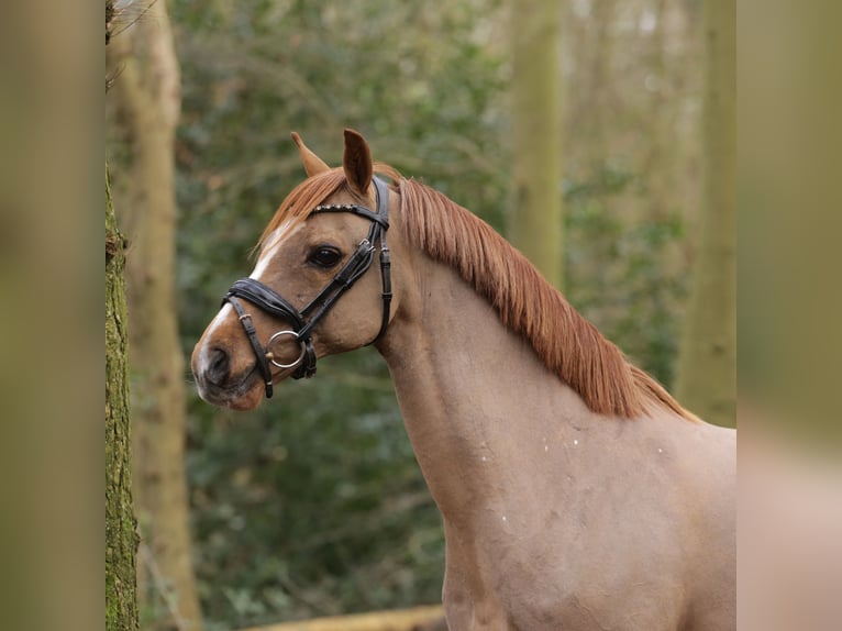 Welsh-B Castrone 18 Anni 134 cm Sauro in Heemskerk