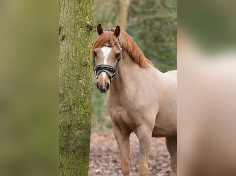 Welsh-B Castrone 18 Anni 134 cm Sauro in Heemskerk