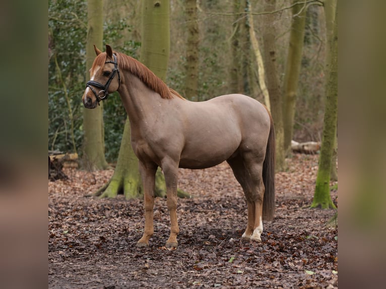 Welsh-B Castrone 18 Anni 134 cm Sauro in Heemskerk