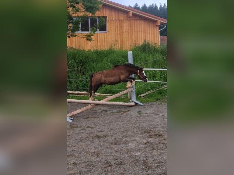 Welsh-B Castrone 19 Anni 110 cm Sauro scuro in Isny im Allg&#xE4;u
