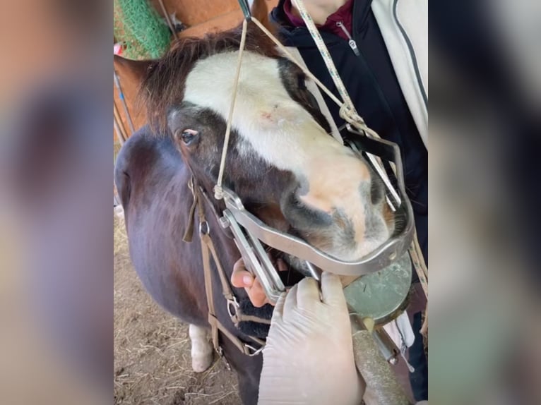 Welsh-B Castrone 19 Anni 110 cm Sauro scuro in Isny im Allg&#xE4;u