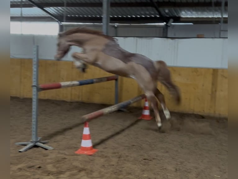 Welsh-B Castrone 19 Anni 135 cm Grigio rossastro in Twist