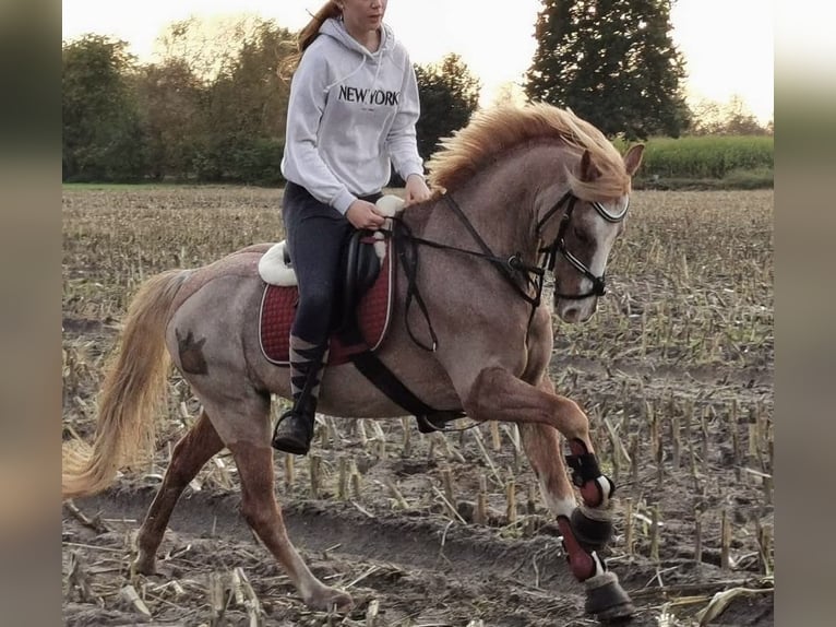 Welsh-B Castrone 19 Anni 136 cm Grigio rossastro in Twist