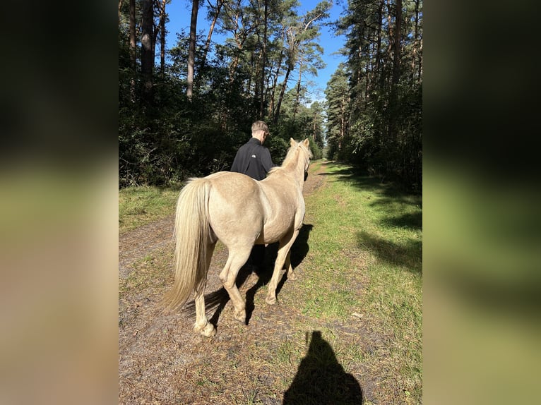 Welsh-B Castrone 20 Anni 125 cm Palomino in Winsen (Aller)