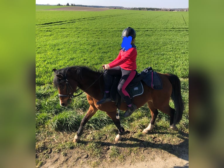 Welsh-B Castrone 20 Anni 136 cm Baio in Schöppenstedt