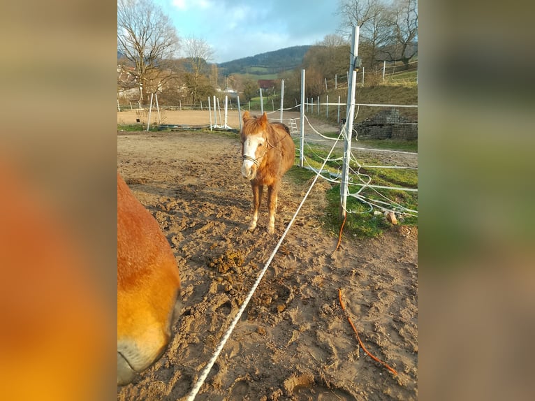 Welsh-B Mix Castrone 24 Anni 128 cm in Gorxheimertal