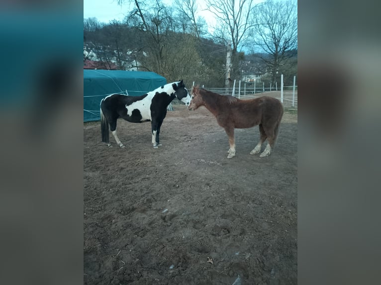 Welsh-B Mix Castrone 24 Anni 128 cm in Gorxheimertal