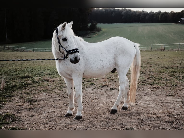 Welsh-B Mix Castrone 27 Anni 130 cm Grigio in St.Margarethen/R.