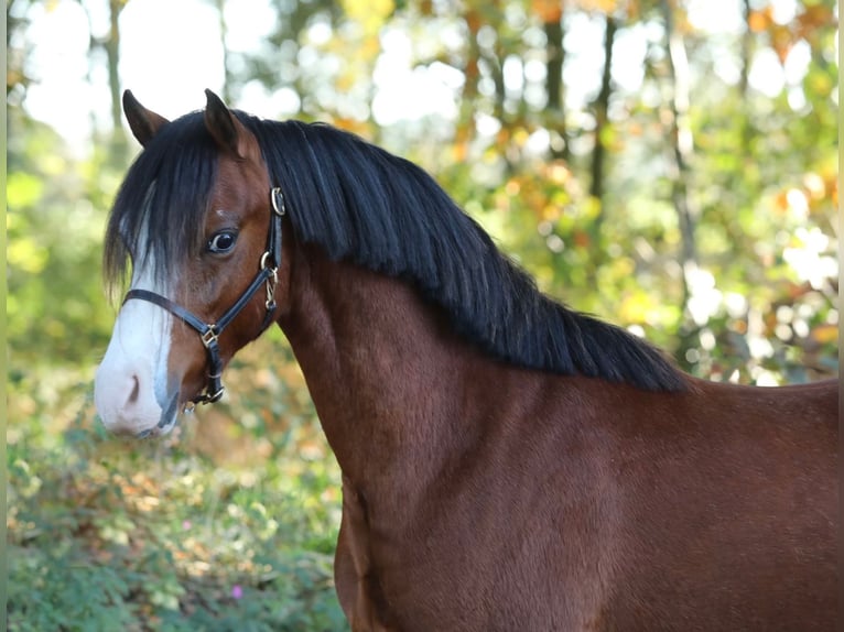 Welsh-B Castrone 2 Anni 124 cm in Halle