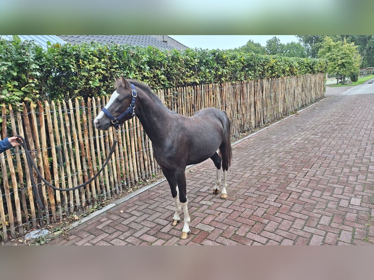 Welsh-B Castrone 2 Anni 124 cm Sauro scuro in Daarlerveen