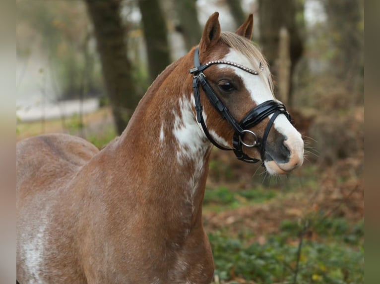 Welsh-B Castrone 2 Anni 125 cm Sauro in Aalten