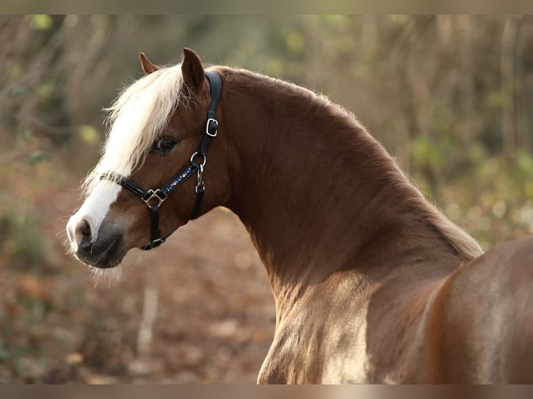 Welsh-B Castrone 2 Anni 126 cm Sauro in Aalten