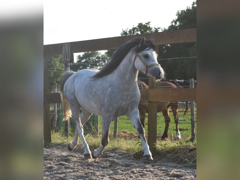 Welsh-B Castrone 3 Anni 120 cm Grigio in Achtmaal