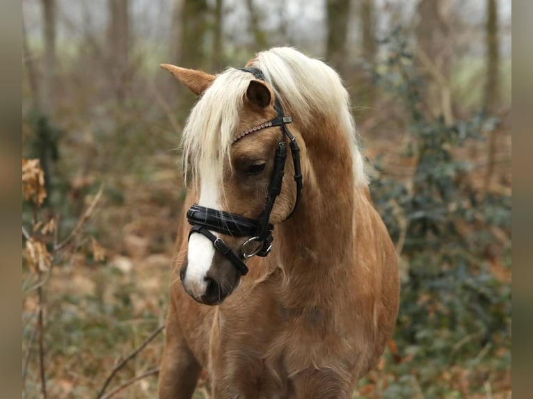 Welsh-B Castrone 3 Anni 123 cm Palomino in Aalten