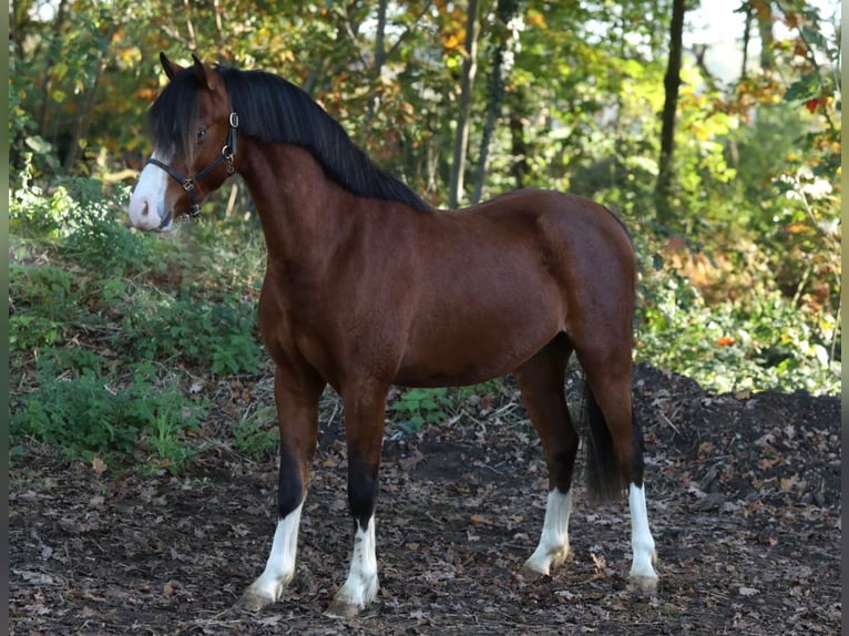 Welsh-B Castrone 3 Anni 124 cm in Halle