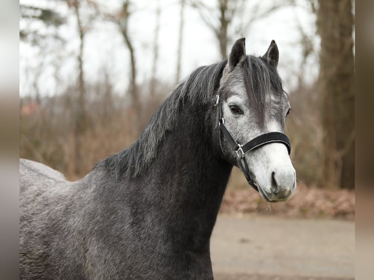 Welsh-B Castrone 3 Anni 125 cm Grigio in Aalten