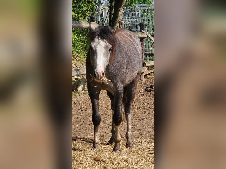 Welsh-B Castrone 3 Anni 125 cm Grigio pezzato in Niederzier