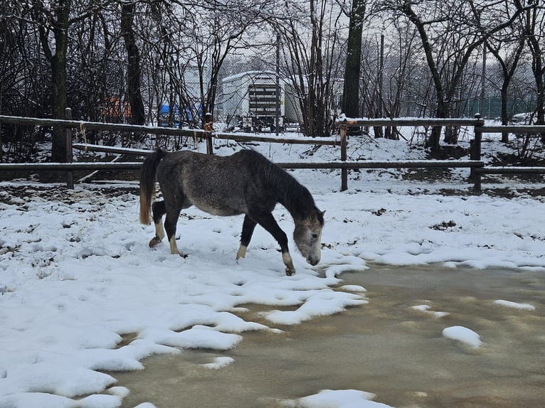 Welsh-B Castrone 3 Anni 125 cm Grigio pezzato in Niederzier