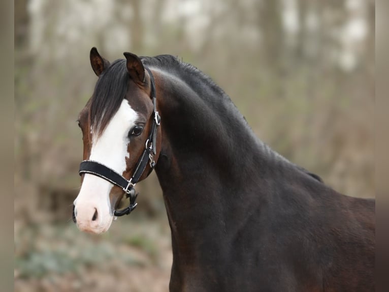 Welsh-B Castrone 3 Anni 126 cm Baio in Aalten