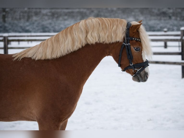 Welsh-B Castrone 3 Anni 126 cm Sauro scuro in Stadskanaal