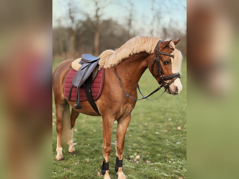 Welsh-B Castrone 3 Anni 126 cm Sauro scuro in Stadskanaal